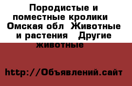 Породистые и поместные кролики - Омская обл. Животные и растения » Другие животные   